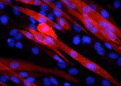 Tissue Culture Solutions - IonOptix